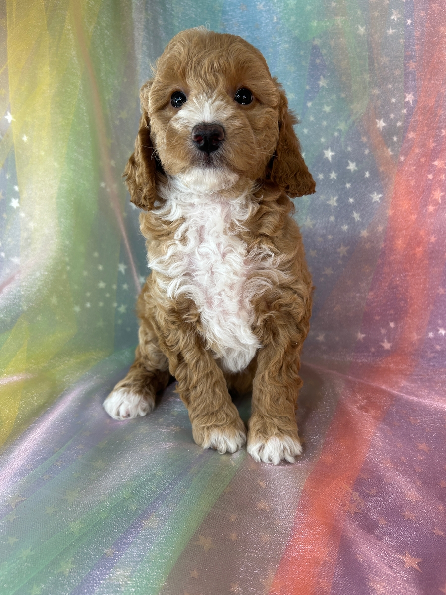 Female Bichon Poodle Puppy for Sale DOB 5-1-2026 $950